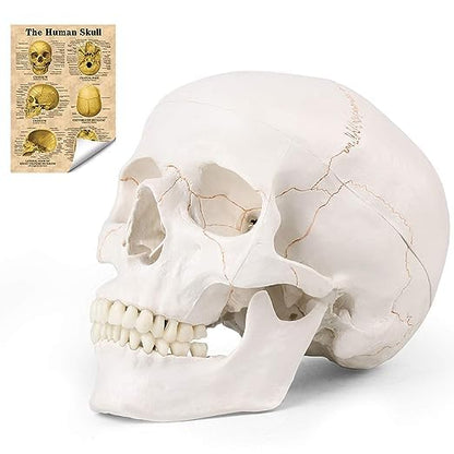 RONTEN Human Skull Anatomical Model with Line, Life Size, White/Off-White PVC Skull, 3-Part (Calvaria, Base, Mandible), Medical Education & Teaching Tool, Includes Free Chart & 12-Month Service - style: Skull Model with Paint Line