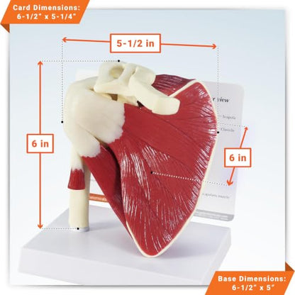 GPI Anatomicals Muscled Shoulder Model, Right Shoulder Joint - style: Muscled Shoulder