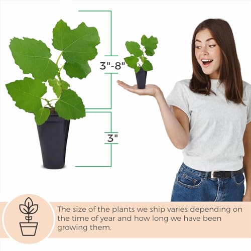 Celeste Fig Plant (4 Pack) | Live Fruit Plant for Planting | Sweet & Juicy Figs for Fresh Eating & Drying | Cold-Hardy & High-Yielding Tree | Perfect for Organic Gardens & Sustainable Living - style: Celeste