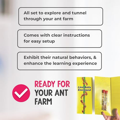 25 Active Live Ants for Ant Farms (1 Tube), Live Arrival, Shipped Now - style: 25 Live Ants