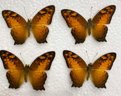 4 Real Vagrant Butterfly Specimens Unmounted Open Wings BUOM128X4 - color: 4 Butterfly #128