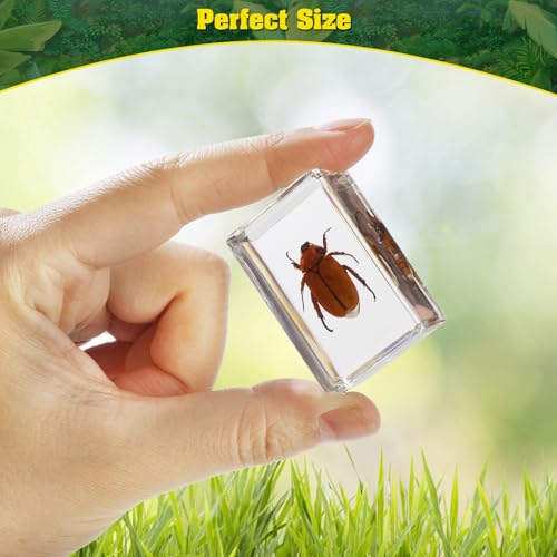 15 Real Insect Resin Specimens Set - Various Real Bug Specimens in Resin for Science Education, Classroom Biology, Bug Observation Kit with Storage Bag, Magnifying Glass & Instructions