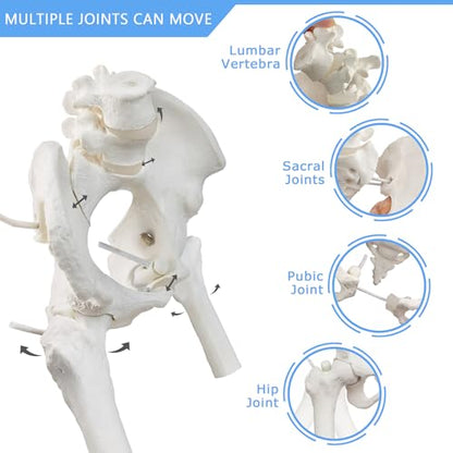 Female Pelvis Skeleton On Elastic with Movable Femur Heads, Mini Size,
