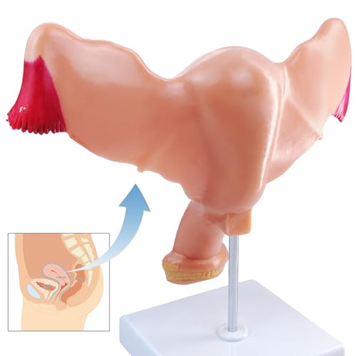Human Uterus and Ovary Anatomical Model, Life-Size Realistic Female Anatomical Organs for Medical Science Education Study or Teaching