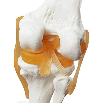 EVOTECH SCIENTIFIC Human Functional Knee Joint Model w/Ligament, Life Size