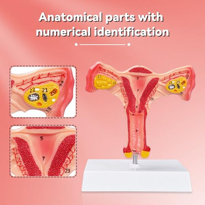Human Uterus and Ovary Anatomical Model, Female Anatomy Organ for Education