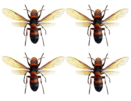 4 Real Hornet Bee Specimens Mounted Insect Taxidermy Collection Set BO54X4 - color: 4 Real Beetle #54