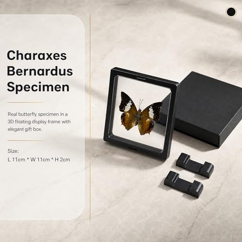 1pc Transparent PE Film Box with Real Butterfly Specimen Double-Sided View Ornament for Interior Design Study Room Decor (Charaxes bernardus) - color: Charaxes Bernardus