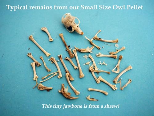 Barn Owl Pellets, Pack of 20 Small, Individually Foil Wrapped & Pre-Graded, Science Classroom Hands On Dissection Kit