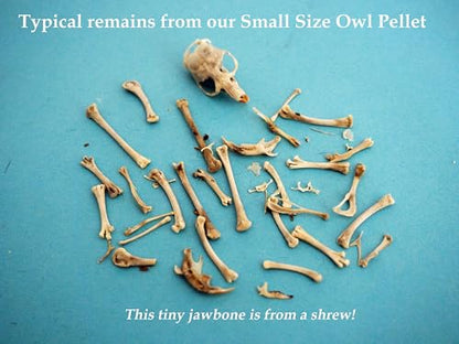 Barn Owl Pellets, Pack of 20 Small, Individually Foil Wrapped & Pre-Graded, Science Classroom Hands On Dissection Kit