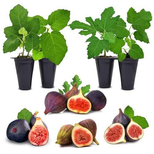 Fig Tree Collection (4 Pack) Edible Fruit Plant from Our Optimal Picks | Easy to Grow Plants for Sustainable Living | Grow Your own Food on Your Edible Organic Garden | Live for Planting | No Seeds - style: Collection