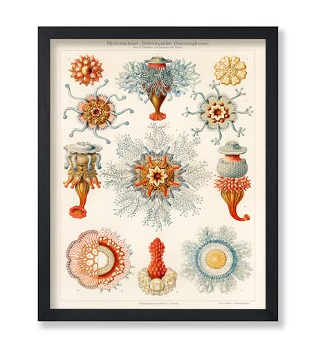 Poster Master Vintage Ernst Haeckel Poster - Retro Jellyfish Print - Sea Creatures Art - Gift for Marine Biologist, Men & Women - Decor for Aquarium, Living Room or Office - 8x10 UNFRAMED Wall Art - color: Style-20, size: 8"L x 10"W
