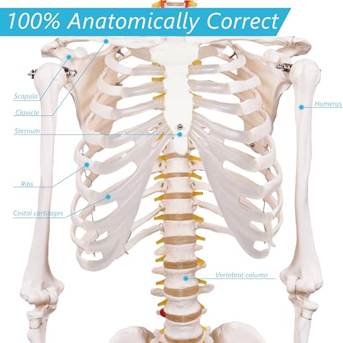 NLShan Human Skeleton Model for Anatomy -Life Size Anatomical Skeleton Medical Model with Nervous System 70.8 in with Rolling Stand for Study and Display Colorful Posters - color: Bone White