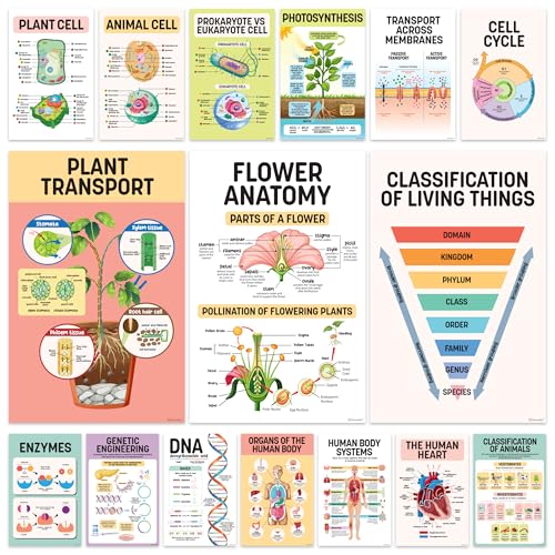 Decorably 16 Biology Posters High School, Elementary Decorations