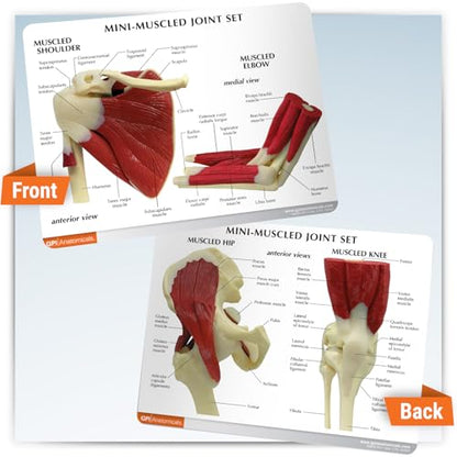 GPI Anatomicals Mini-Muscled Joint Model Set, Shoulder, Knee, & Elbow Joint - style: Mini-Muscled Joint Set