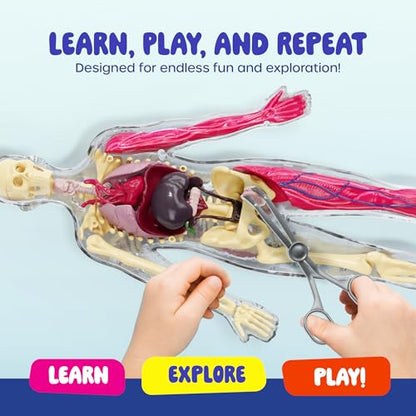 Human Anatomy Squishy Body Model - STEM Science Kits for Boys & Girls
