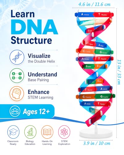 NUOBESTY DNA Model Kit Double Helix Structure Model 13 in - size: 37.00X11.60X11.60CM