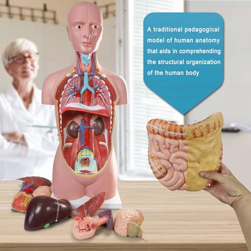 Human Body Anatomy Model with Removable Organs Life-Size 34.5"