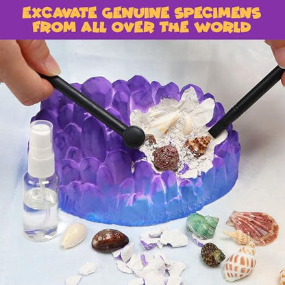 PIBEX Ocean Fossil Dig Kit, 20+ Real Shells & Seasnails, Sea Creature Toy - size: Ocean World (20+ Fossils)
