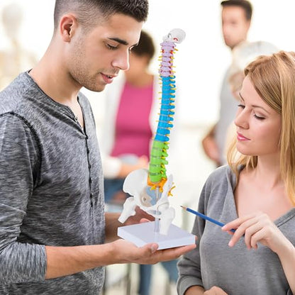 Mini Spine Anatomy Model - 15.5’’ Miniature Human Color Spine Model with All Nerves for Medical Learning - Vertebra Spine Model for Instruction Teaching, Study and Display