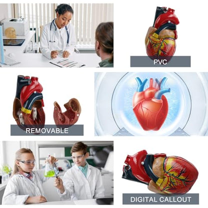 Life Size Anatomical Heart Model 34 Anatomically Structures PVC Material - color: Heart Model