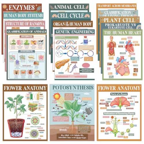 Yiaoyinnz 16Pcs Modern Boho Biology Science Posters for Classroom - color: Modern