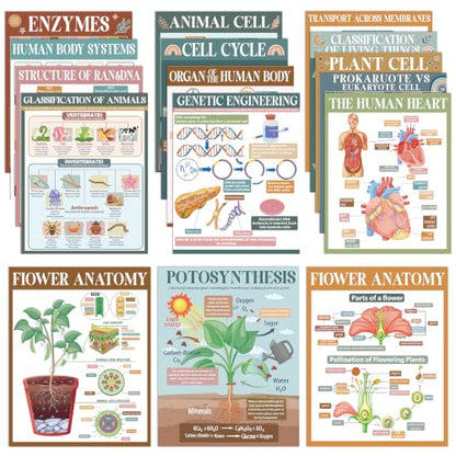 Yiaoyinnz 16Pcs Modern Boho Biology Science Posters for Classroom - color: Modern
