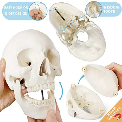 Merinden Human Skeleton Model For Anatomy 67 inch High, Full Size Skeleton Models with 3 Poster, Skull, Spine, Bones, Articulated Hand & Foot, for Anatomy Medical Learning