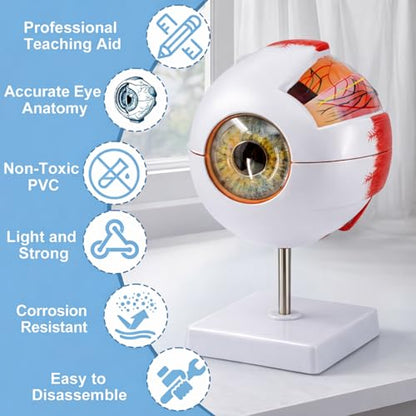 Eye Anatomy Model, 6X Enlarged Eyeball Model, Human Eye Anatomical Model