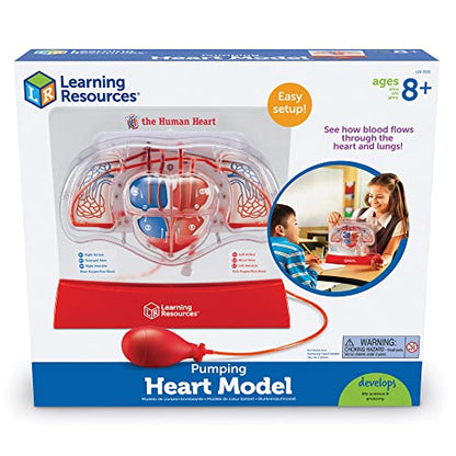 Learning Resources Pumping Heart Model