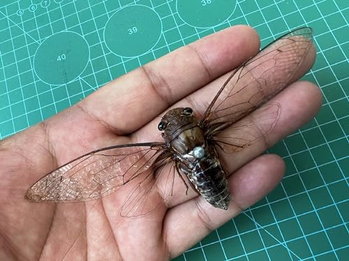 4 Real Cicada Specimens Mounted Insect Taxidermy Entomology Set VE78X4 - color: 4 Real Cicada #78