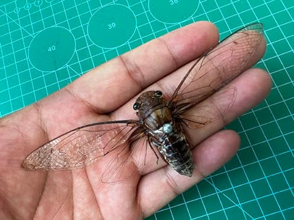 4 Real Cicada Specimens Mounted Insect Taxidermy Entomology Set VE78X4 - color: 4 Real Cicada #78