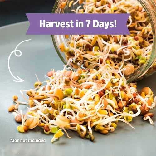 Back to The Roots 100% Organic 5-Part Salad Seeds | 1 Pound Non-GMO | Nutrient Dense, Easy to Grow, Rich in Fiber - color: Salad Mix 1lb
