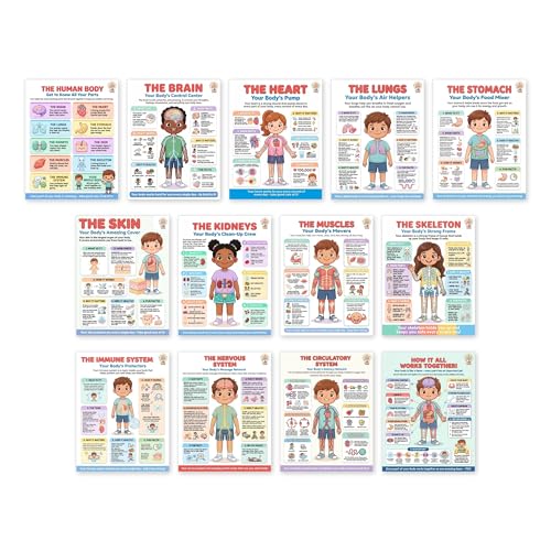 JELLY BEAN GENIUS Human Body Posters Complete Set of 13 – Laminated Dry-Erase Anatomy Charts for Classroom & Homeschool | Organs Systems Science Educational Wall Posters 8.5x11 - color: Human Body Complete Set of 13