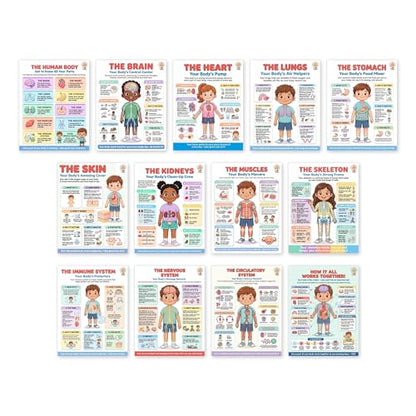 JELLY BEAN GENIUS Human Body Posters Complete Set of 13 – Laminated Dry-Erase Anatomy Charts for Classroom & Homeschool | Organs Systems Science Educational Wall Posters 8.5x11 - color: Human Body Complete Set of 13