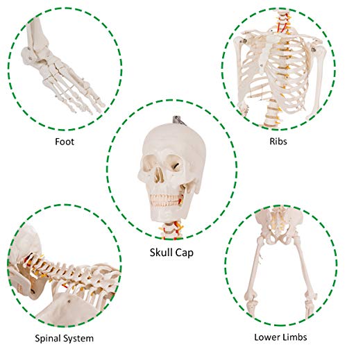 GIANTEX 70.8" Life Size Skeleton Model, with Roller Stand, 2 Casters with Brake, Removable Parts, Anatomical Poster and Dust Cover, Human Skeleton Model for Anatomy