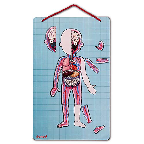 Janod - Bodymagnet - Educational Human Body Game