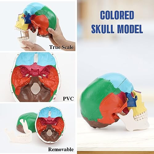 RONTEN Human Skull Anatomical Model, Painted Medical Skull 3-Part Removable Skull Cap and Moving Jaw, Display Model for Medical Student Human Anatomy Teaching and Studying(Asia) - style: Asia Color Skull Model