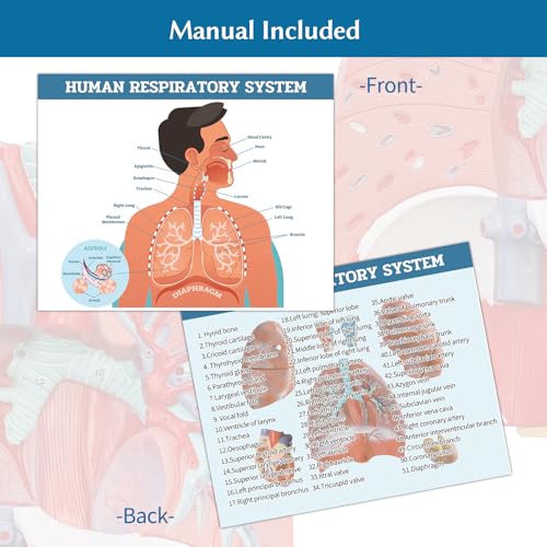 JNMFTD Human Respiratory System Model,1:1 Life Size Human Larynx Heart Lungs Anatomy Model 7-Parts Removable Organs with Product Manual Card PVC Labeled Number for Medical Study Display Educational