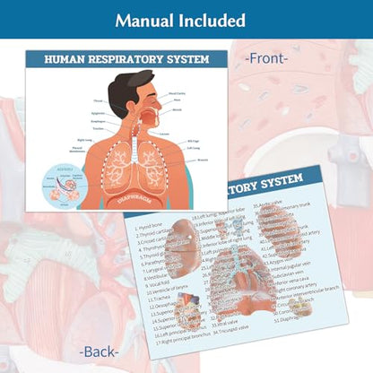 JNMFTD Human Respiratory System Model,1:1 Life Size Human Larynx Heart Lungs Anatomy Model 7-Parts Removable Organs with Product Manual Card PVC Labeled Number for Medical Study Display Educational