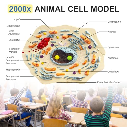 Animal Cell Anatomy Model, Cross-Section Animal Cell Model with Nucleus, Endoplasmic Reticulum, Mitochondria, Ribosomes, Golgi Apparatus, and Centrioles, for Classrooms and Laboratories Learning
