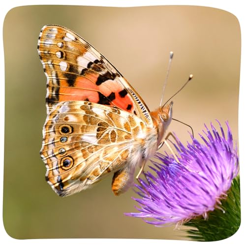 Insect Lore 2 Cups of Caterpillars Basic - 10 Live Baby Painted Lady Caterpillars - Refill for Habitat Kit - Caterpillars and Food Included - style: 2 Cups Basic