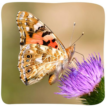 Insect Lore 2 Cups of Caterpillars Basic - 10 Live Baby Painted Lady Caterpillars - Refill for Habitat Kit - Caterpillars and Food Included - style: 2 Cups Basic