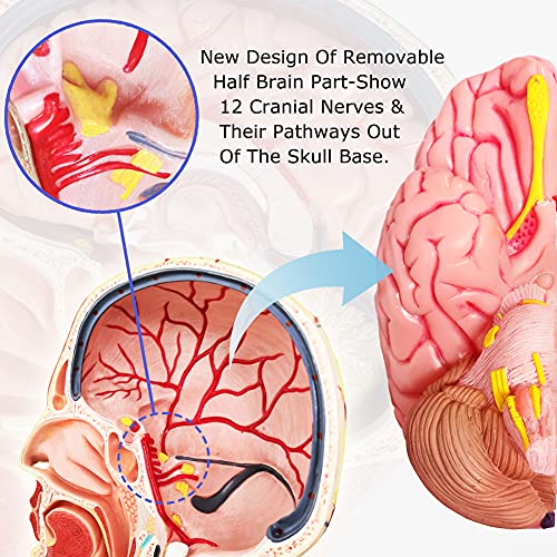 Human Half Head Superficial Neurovascular Musculature Model with Brain - style: Model with Removable Brain