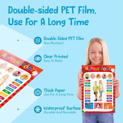 Educational Posters for Kids, 17 PCS All-in-One Set Learning Posters - color: 17 Educational Posters-D