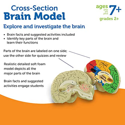 Learning Resources Cross-section Brain Model - 2 Pieces, Ages 7+ Brain Anatomy Model, Brain Functions Model, Human Anatomy for Kids, Foam Brain Model,Back to School Supplies