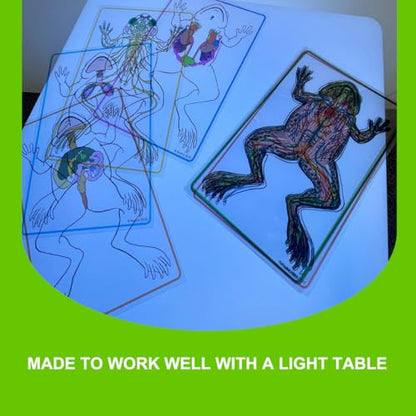 Roylco FrogXplore See-Through Frog Anatomy Kit, Ages 5+