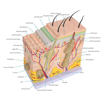 Skin Anatomy Model - Skin Diagram Model Human Anatomy Skin Model Skin Structure 50X Magnification Model with Hair - color: 50X