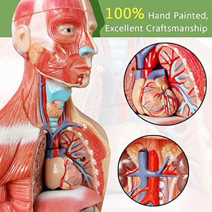 Human Skeleton Model,Heart Models-Best Anatomy Model Bundle Set of 3 Hands-on 3D Model Study Tools for Medical Student or as Educational Kit