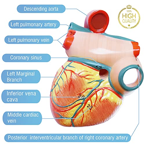 Human Heart Model for Anatomy - 2-Part Life Size